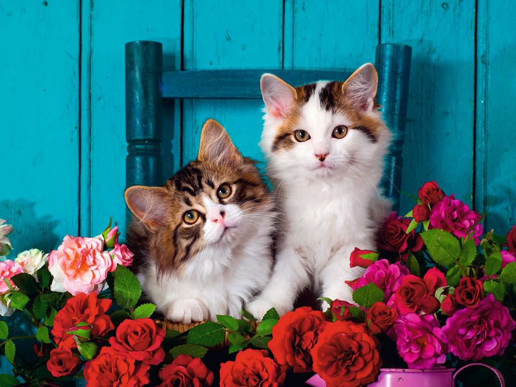 Ravensburger Kittens and Roses 500 piece Jigsaw