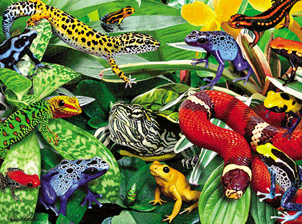 Dart Frog & Reptiles 63 Piece 3D Jigsaw Puzzle