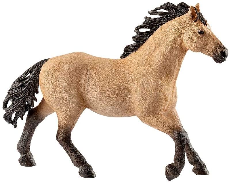 Shquarter Horse Stallion